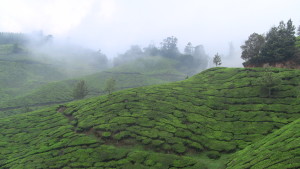 OUTSKIRTS OF MUNNAR