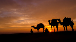 OROGOLD-Dubai-Desert-Adventure-Camel-Safari