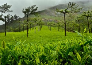 munnar-rainy-season