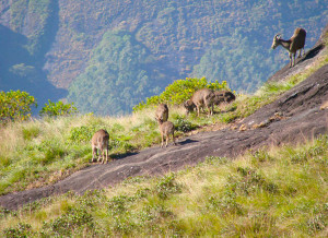 eravikulam-national-park