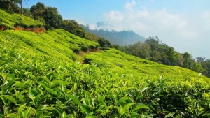 Munnar tour packages from chennai