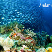 Andaman tour packages from Chennai